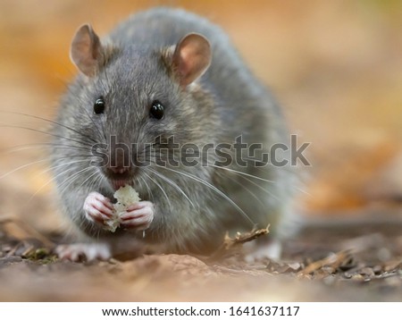 The brown rat (Rattus norvegicus) close up. Royalty-Free Stock Photo #1641637117