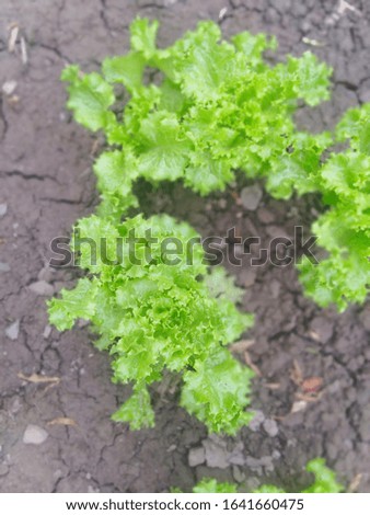 original picture of naturally growing lettuce 