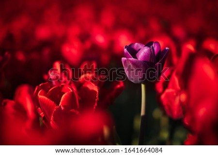 Tulips in the light of summer