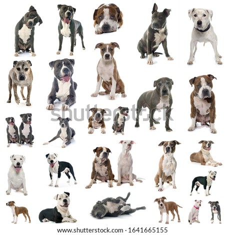 american staffordshire terriers in front of white background