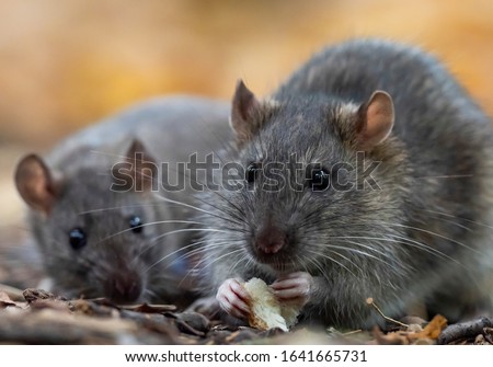 The brown rat (Rattus norvegicus) close up. Royalty-Free Stock Photo #1641665731