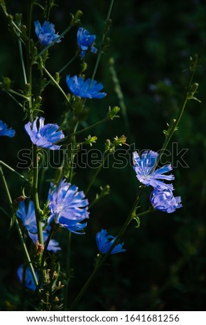 Blooming background bright blue cichorium flowers against dark green grass