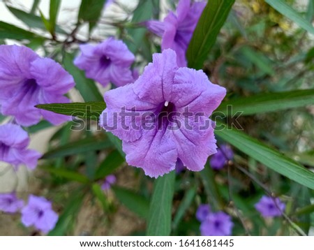 Background of purple potted flowers and green leaves