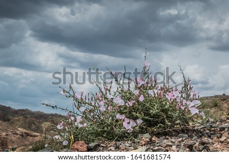 flowering bush of a wild plant against a stormy sky