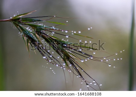 Green grass with morning dew.with blur background