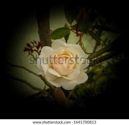 Closeup of beautiful white rose flower blooming in the branch of green leaves plant growing in the garden, nature photography