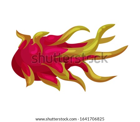 Whole Pitaya or Dragon Fruit Cut Section Covered with Leathery Leafy Skin Vector Illustration