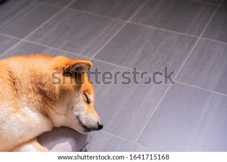 Close up adorable Shiba Inu sleeping on the floor.