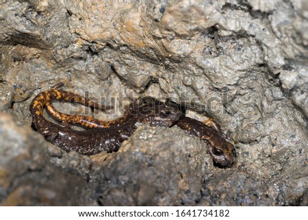 Cave salamander (Speleomantes strinatii) in iths habitat in Italy, Europe