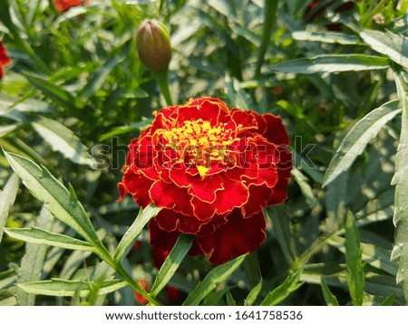 picture of beautiful french marigold and dahlia in a park.