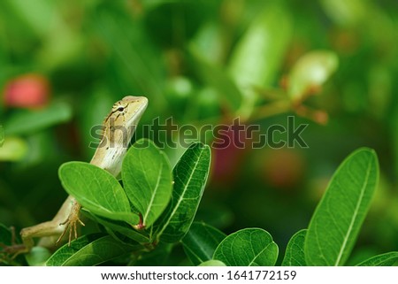 Tree lizard or chameleon on tip of trees,closed up