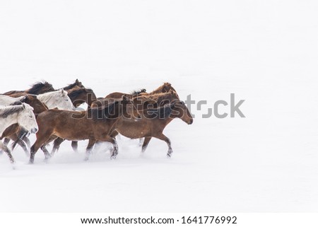Herd of horses running through a snowy field gallop in Kayseri
