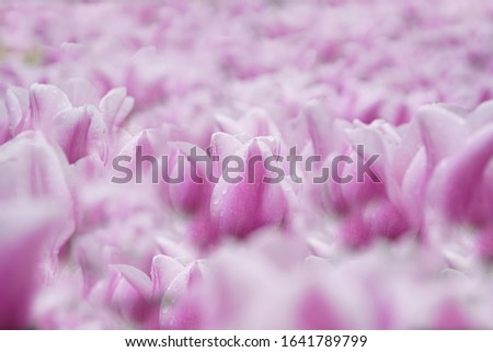 Beautiful purple tulips in spring garden.Decorative pink tulip flowers bloom in field in Netherlands