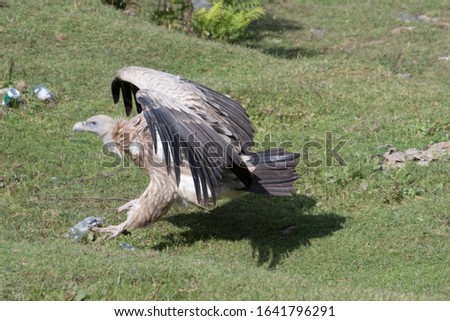 Himalayan vulture or Himalayan griffon vulture is an Old World vulture in the family Accipitridae. Closely related to the European griffon vulture
