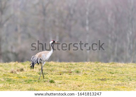 A lonely crane walks in the meadow on an early spring day and looks for food. In the spring, the migratory birds come to Sweden to breed. Single crane, soft focus and background with copy space.