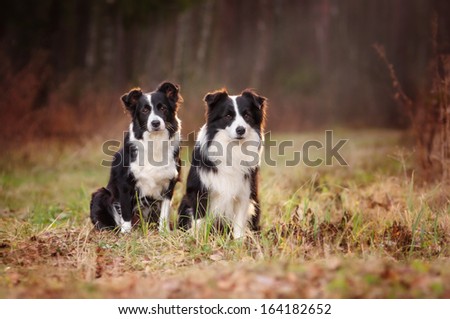 Two Border Collie in the woods Royalty-Free Stock Photo #164182652