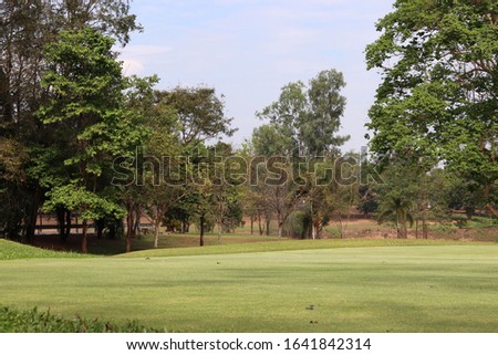 Green lawn with tree in outdoor park