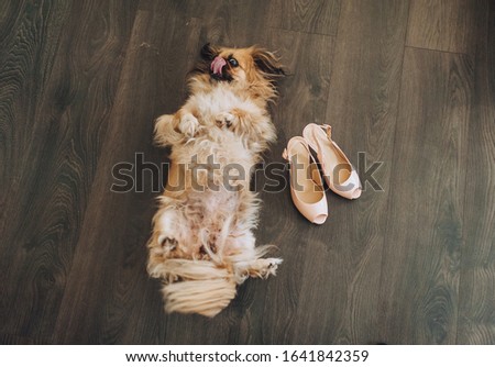 A fluffy dog of the Pikines breed lies on its back and licks its lips next to beige shoes. Funny picture of your favorite pet.