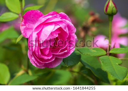 Close-up of a blooming pink rose