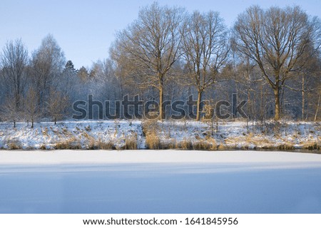 Winter landscape with horizontal row of trees and sun. In the front of the photo is a frozen lake covered with snow