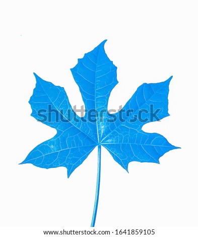 Blue dry leaves, on a white background