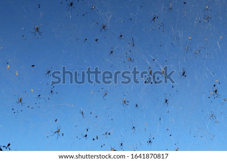 spiders in a  web between trees in myanmar