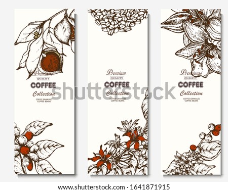 Coffee illustration. Hand drawn vector banner. Coffee beans, branch, flowers