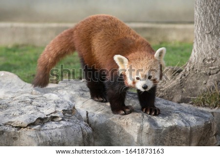 Red panda standing on a rock