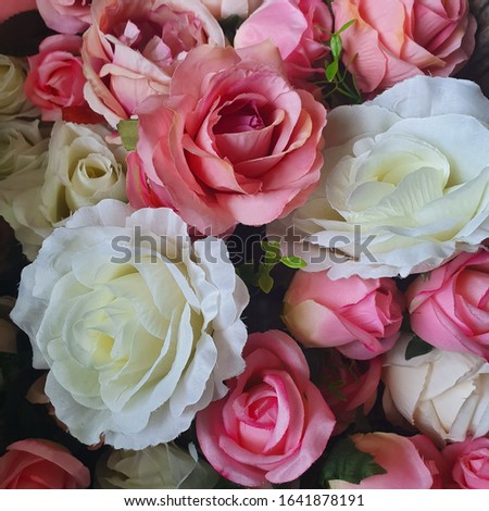 The background image of beautiful pink and white roses