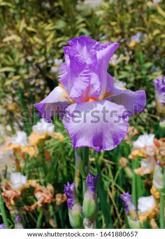 The flower of iris in a gradient of white-purple color. Blurred background of greenery, concept of spring, warmth and celebration of women's day