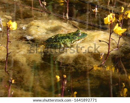 Close-up picture of a green frog sitting in the water among yellow flowers at the Hungarian Lake Velence