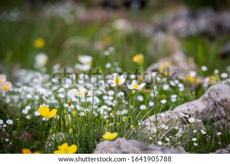Little white flowers with a yellow centre, isolated against a bokeh background.