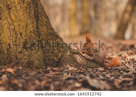 Squirrel in parck. Cute red squirrel animal sitting on a branch of pine forest in sunny spring day in wildlife woods. Amazing picture of beautiful sunny squirrel animal sitting on tree in deep forest,