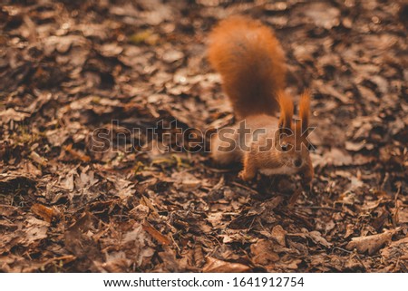 Squirrel in parck. Cute red squirrel animal sitting on a branch of pine forest in sunny spring day in wildlife woods. Amazing picture of beautiful sunny squirrel animal sitting on tree in deep forest,