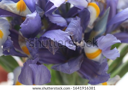 Close-up pictures of violet & purple flowers.