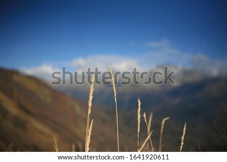 golden spikelets of wheat plant on a blurred natural background in blue tones.
  sky, mountain and clouds without focus. Wallpaper for travel and tourism. summer in a mountain village