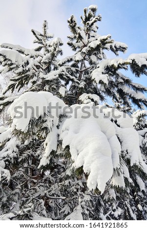 Snow covered fir tree. Closeup
