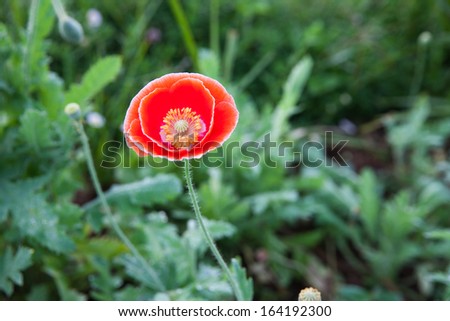 red wild poppy flower
