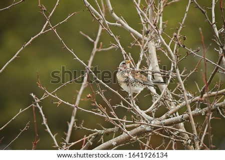 Bird fieldfare on a branch in the forest. Stock Foto Hunting as a hobby