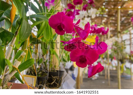 Selective focus close-up Orchid flower in garden at winter or spring, postcard beauty and agriculture idea concept design. Chiang mai thailand 