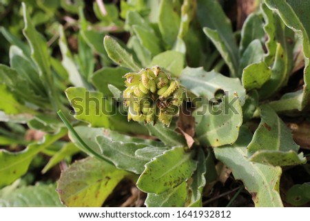 Calendula arvensis, Filed Marigold - Wild plant shot in spring.