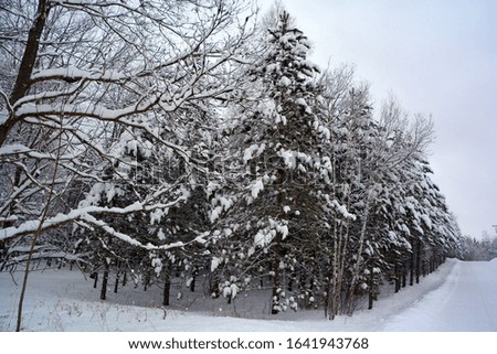 Winter landscape pines trees in Bromont mountain, Eastern township  Quebec, Canada