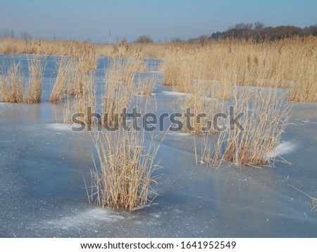 Walking along the frozen Lake Balaton in Hungary at Tihany Peninsula on a sunny winter day, one of the rare occasions when the lake froze