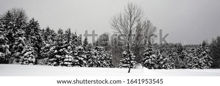 Winter landscape firs trees in Bromont mountain, Eastern township  Quebec, Canada