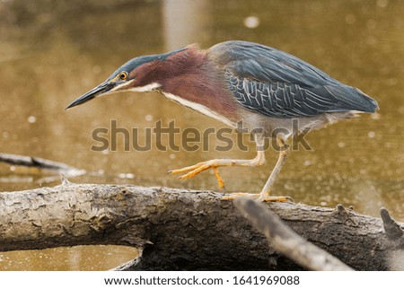 a green heron is creeping at the edge of a marsh and has one foot raised.