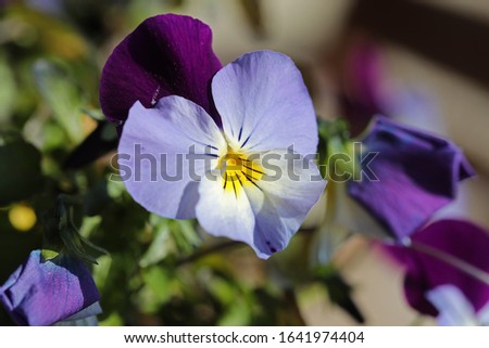light purple or mauve and yellow pansy flower or viola flower in early spring in Italy also known as viola tricolor or heartsease or hortensis