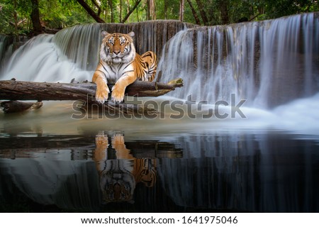 Tiger sit in waterfall in deep wild, this photo can use for nature, safari and jungle concept
