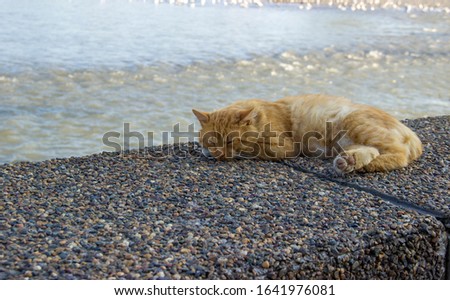 Red cat lying  on the river bank. homeless animal. well-fed, contented cat is Napping on the embankment. holiday concept World Cat Day. initiative International Fund Animal Welfare. copy space. 