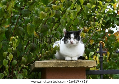 A green eyed cat sitting on a patio wall outside.