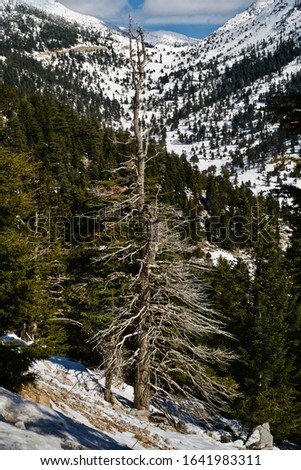Pine forests in the blue sky and white mountains. Snowy high mountains in winter. Snowy mountains covered with pine forests. focus behind. 